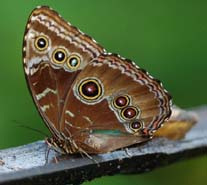 tandayapa milpe birding bird watcing tours ecuador